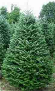 Orlando Christmas tree